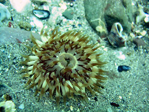 Daisy Anemone Cereus pedunculatus