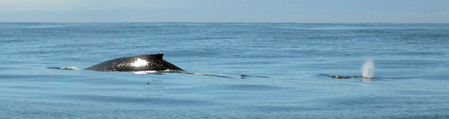 Buckelwale vor Monterey