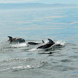 Pazifische Weiseitendelfine vor Monterey/USA
