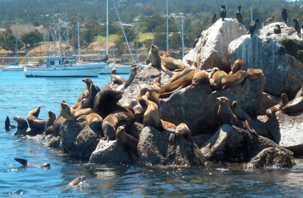 Kalifornische Seelwen im Hafen von Monterey (USA)
