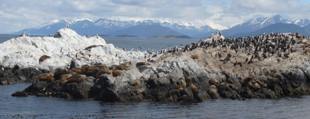 Sdamerikanische Seelwen vor der Kste Patagoniens