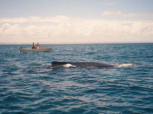 Whale Watching Samana