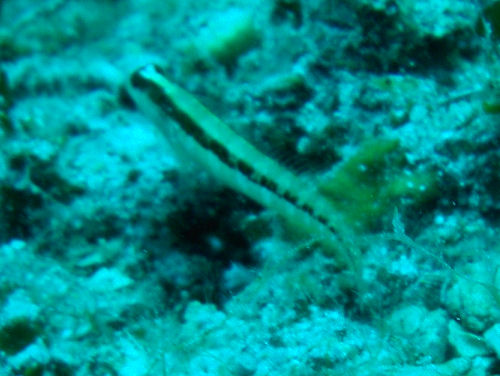 Streifenschleimfisch (Parablennius rouxi)