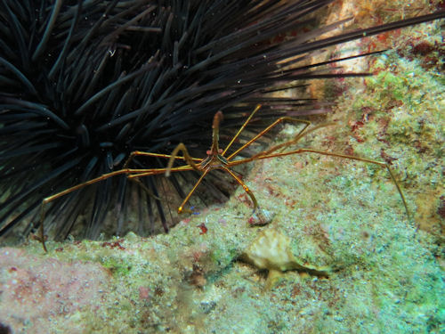 Tauchen in Guadeloupe