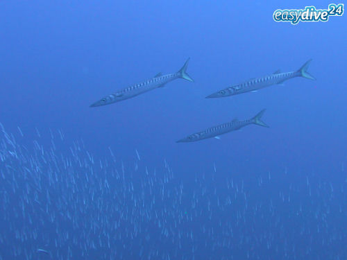 Barracudas (Sphyraena sphyraena)