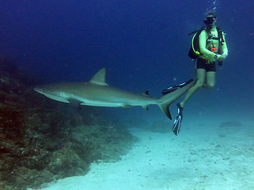 Shark Diving St. Maarten