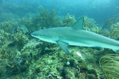 Carcharhinus perezi