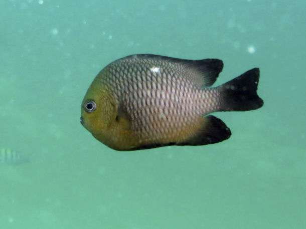 Dreipunkt-Preussenfisch Dascyllus trimaculatus