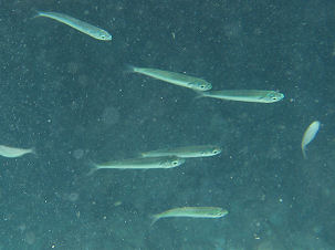 hrenfische Atherina sp.