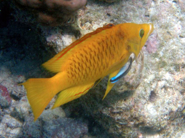 Stlpmaul-Lippfisch Epibulus insidiator