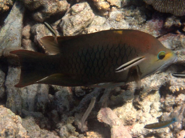 Stlpmaul-Lippfisch Epibulus insidiator
