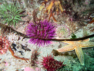 Beadlet Anemone Actinia equina