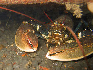 Europischer Hummer am Wrack der Kowloon Bridge