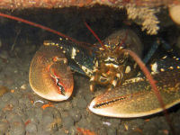 Europischer Hummer Homarus gammarus