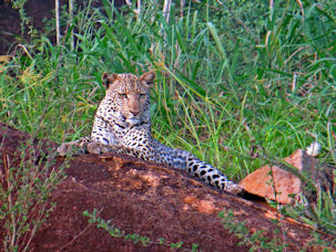 Diving Africa