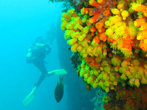 Diving Cape Verde