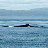 Humpback whale Megaptera novaeangliae