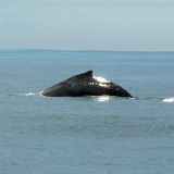 Humpback whale Megaptera novaeangliae