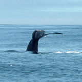 Humpback whale Megaptera novaeangliae