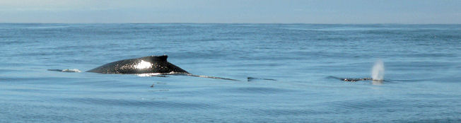 Humpback whale Megaptera novaeangliae