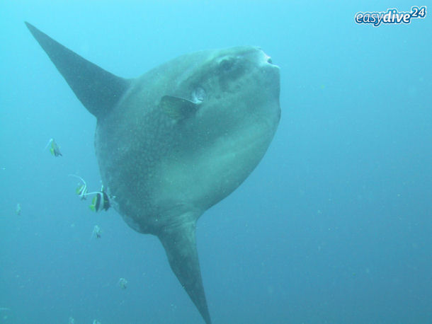 Ocean sunfish