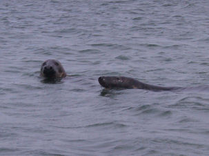 Keggelrobben (Halichoerus grypus) vor Helgoland (Deutschland)