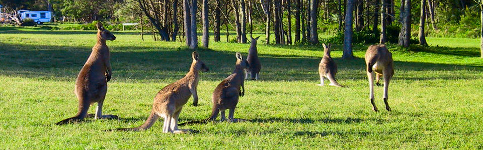 Tauchen Australien