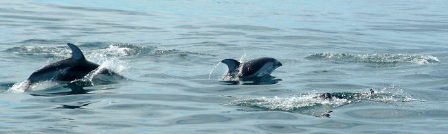 Pazifische Weiseitendelfine vor Monterey/USA