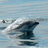 Pazifische Weiseitendelfine vor Monterey/USA