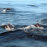 Pazifische Weiseitendelfine vor Monterey/USA