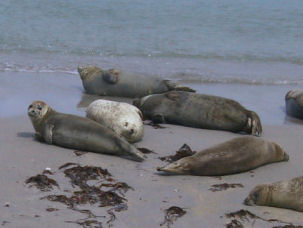 Seehunde (Phoca vitulina) an der deutschen Nordseekste