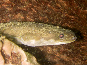 European Eel Anguilla anguilla