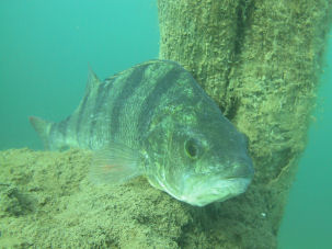 Flussbarsch Perca fluviatilis