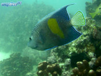 Arabischer Kaiserfisch Pomacanthus maculosus