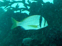 Doublebar bream Acanthopagrus bifasciatus