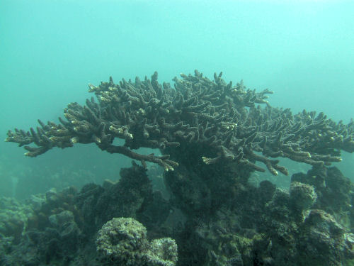 Korallenstock vor Abu Dhabi