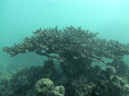 Acropora downingi