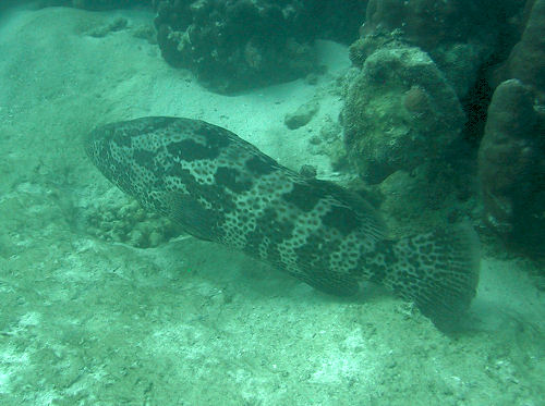 Orange-spotted Grouper