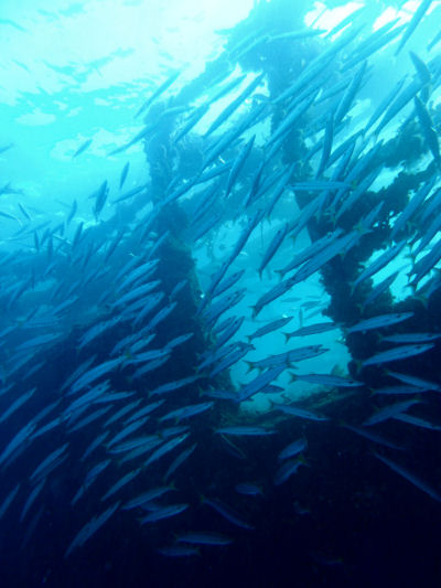 Balena Wrack Hurghada gypten