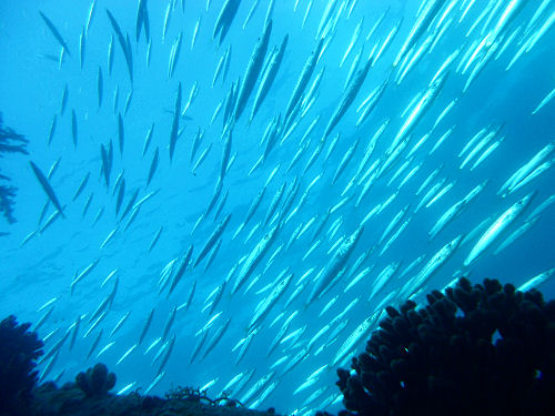 Barrakudas an der Balena Hurghada