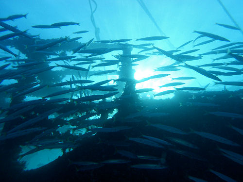 Barrakudas an der Balena Hurghada