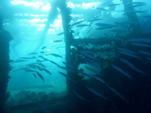 Barrakudas an der Balena Hurghada