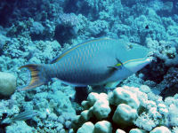 Cetoscarus bicolor