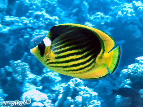 Falterfisch Chaetodon fasciatus