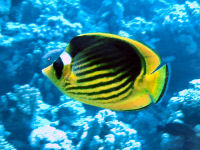 Falterfische Chaetodon fasciatus