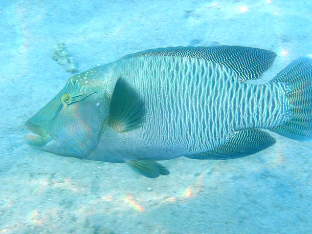 Cheilinus undulatus