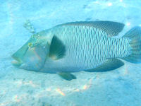 Napoleonfisch Cheilinus undulatus