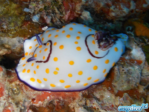 Goniobranchus annulatus