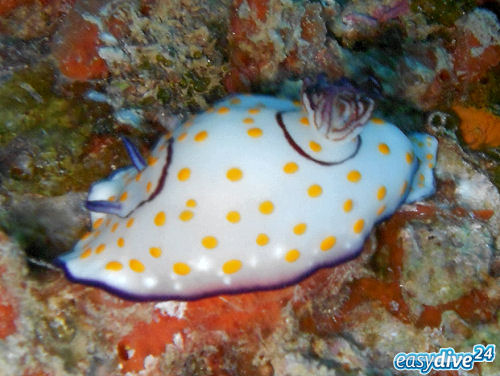 Chromodoris annulata