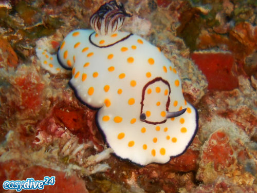 Chromodoris annulata